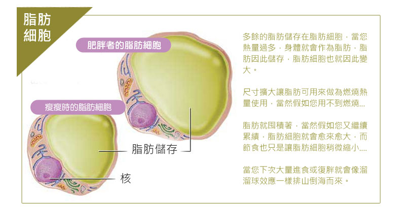 超音波溶脂：胖子與瘦子的脂肪細胞