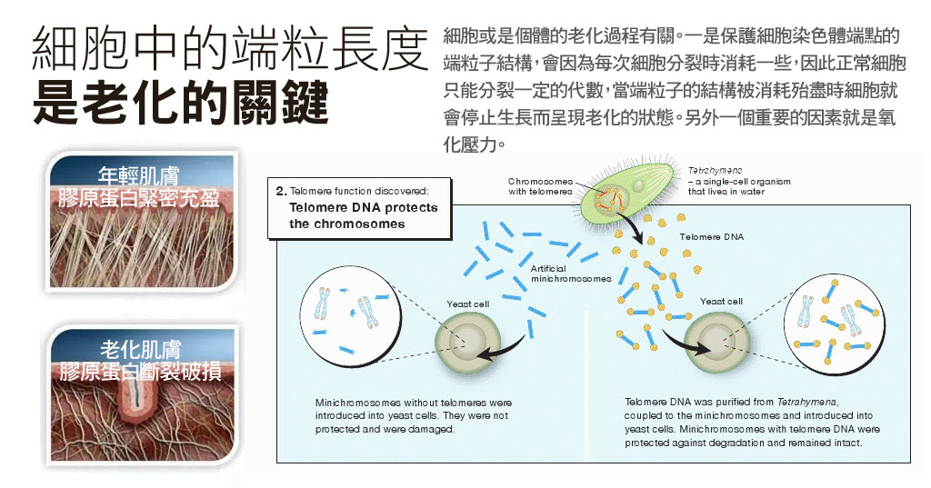 老化細胞