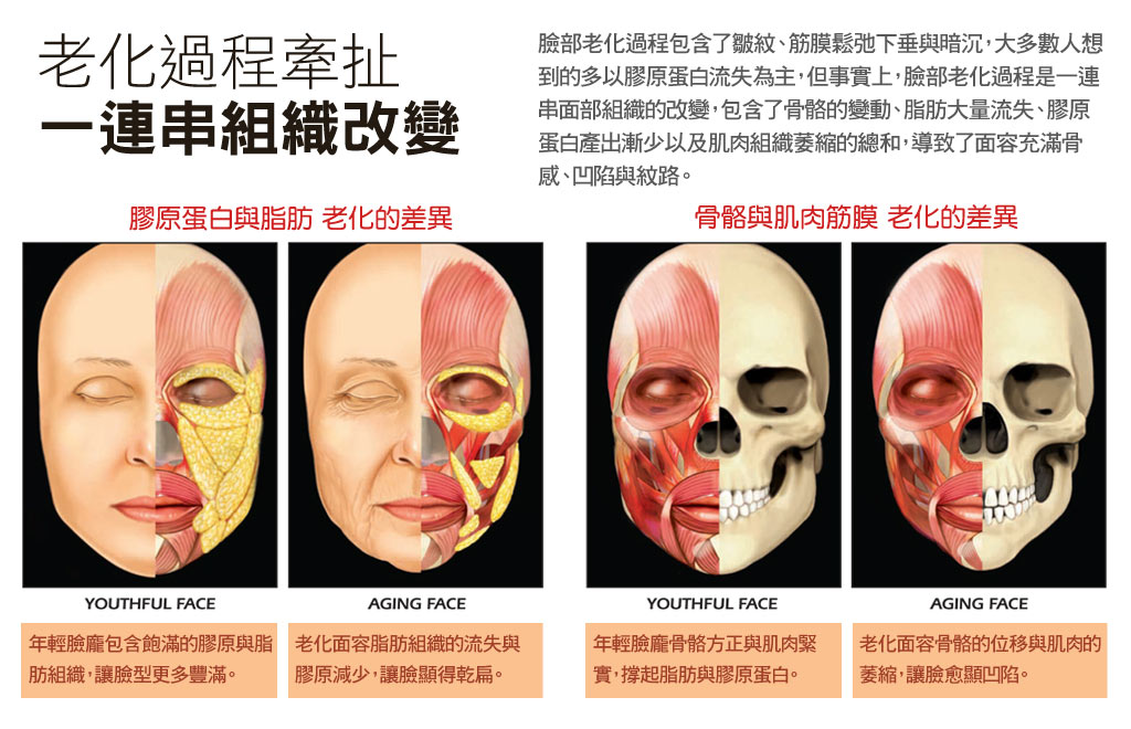 老化一連串改變