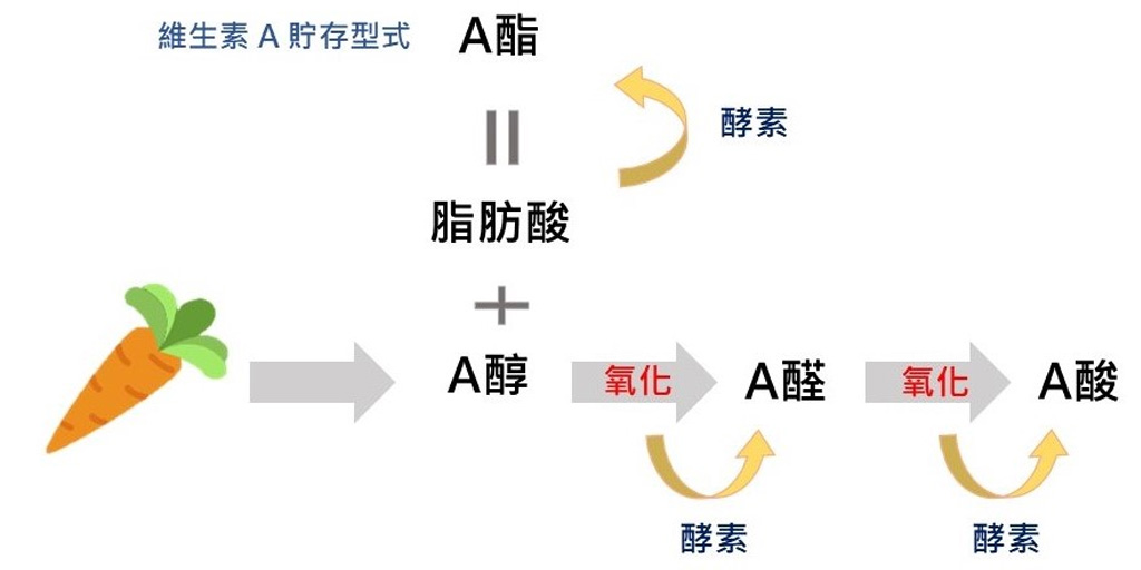 微整形老化_抗皺A醇_抗老阿魏酸_較原蛋白微整形_微整形皺紋_肉毒抬頭紋_肉毒木偶紋_微整形玻尿酸推薦_微整形推薦_