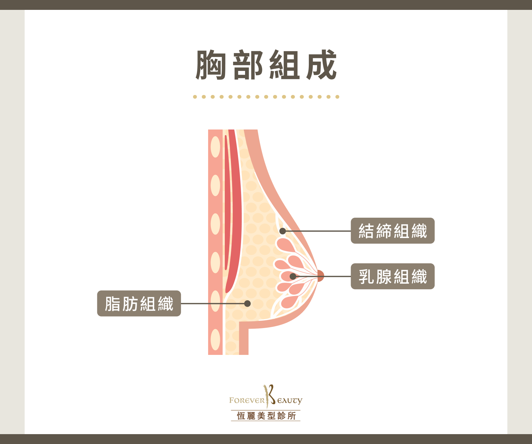 胸部組成